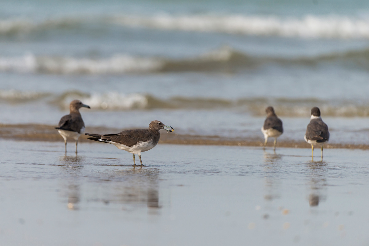 Sooty Gull