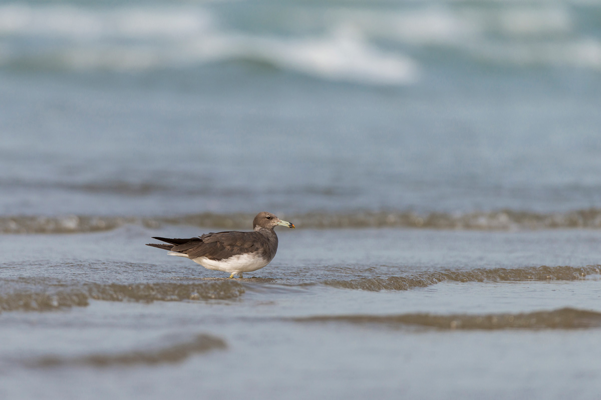 Sooty Gull