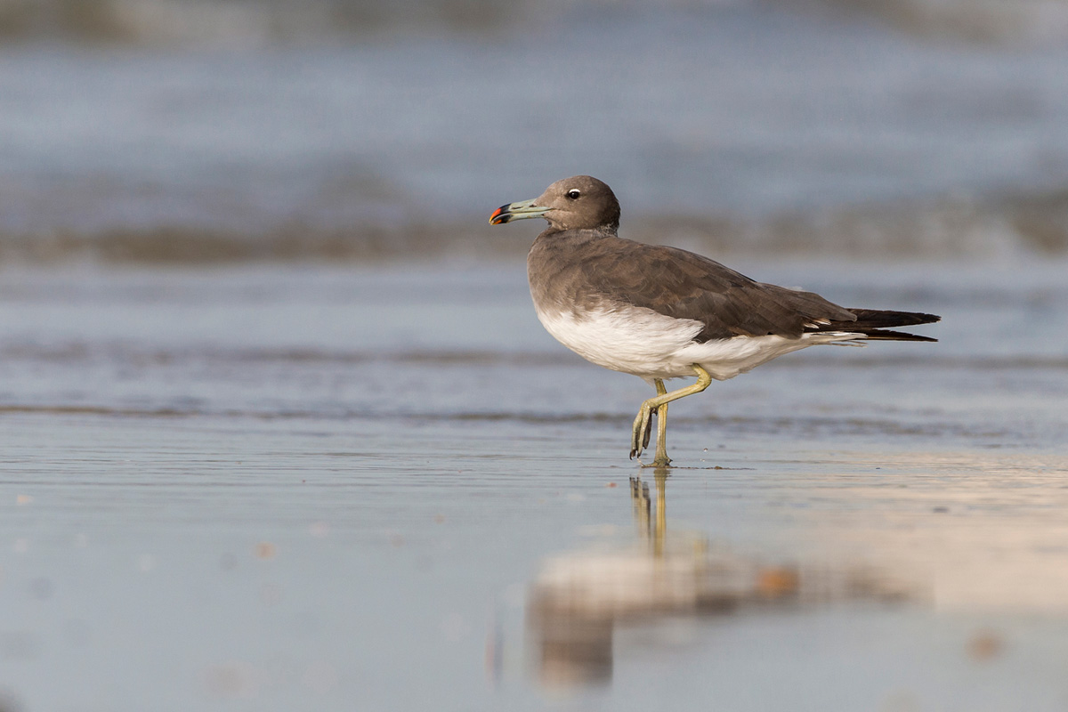 Sooty Gull