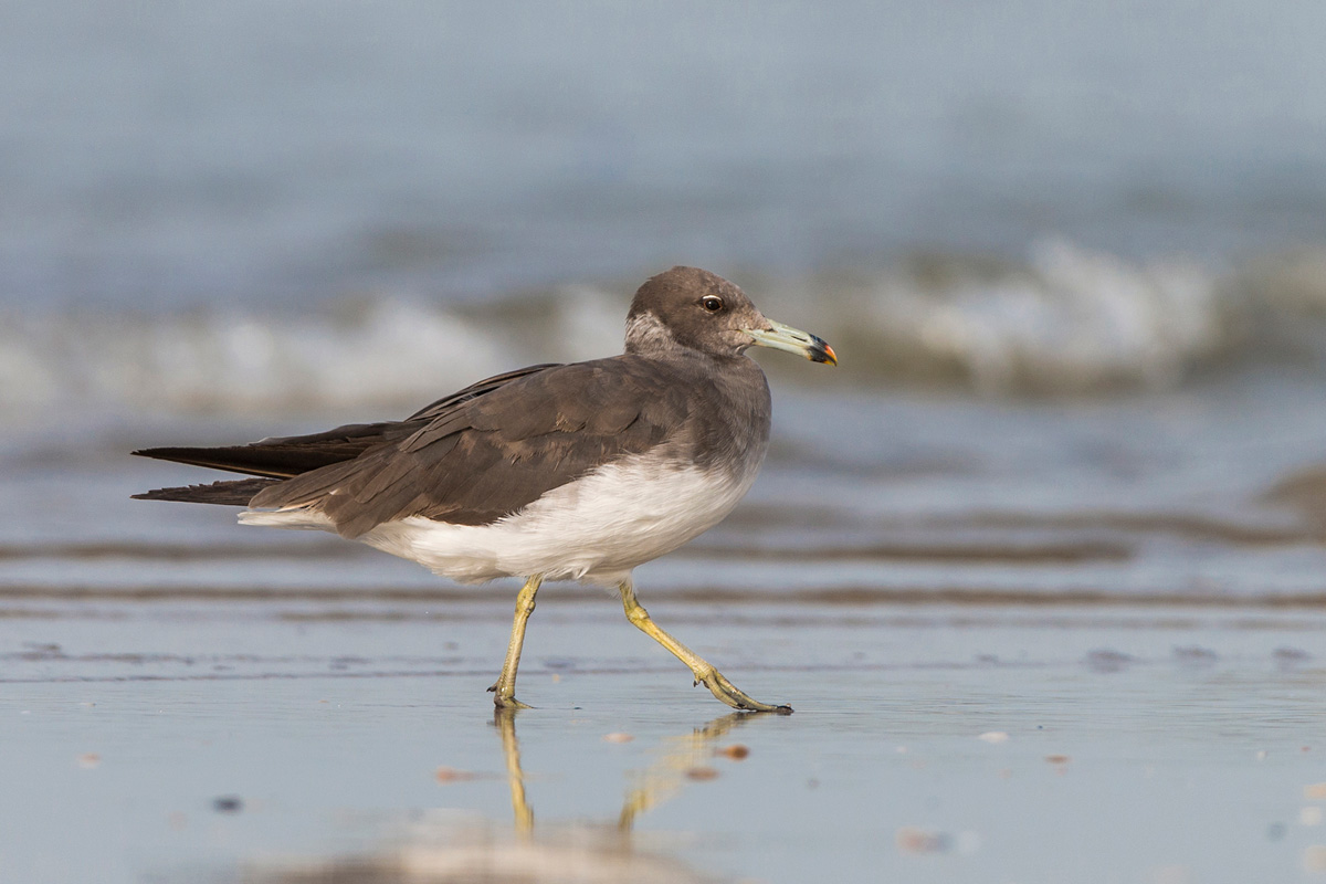 Sooty Gull