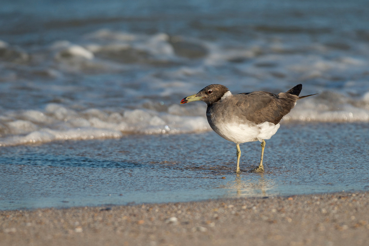 Sooty Gull