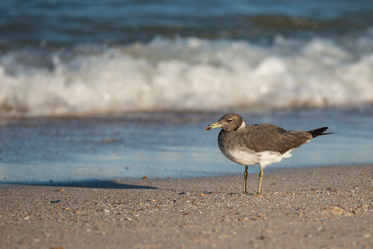 Sooty Gull