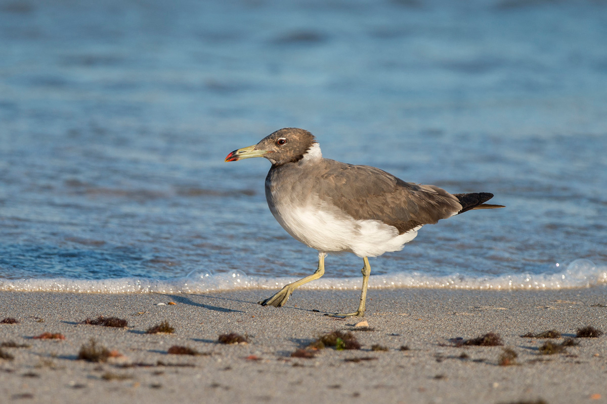 Sooty Gull