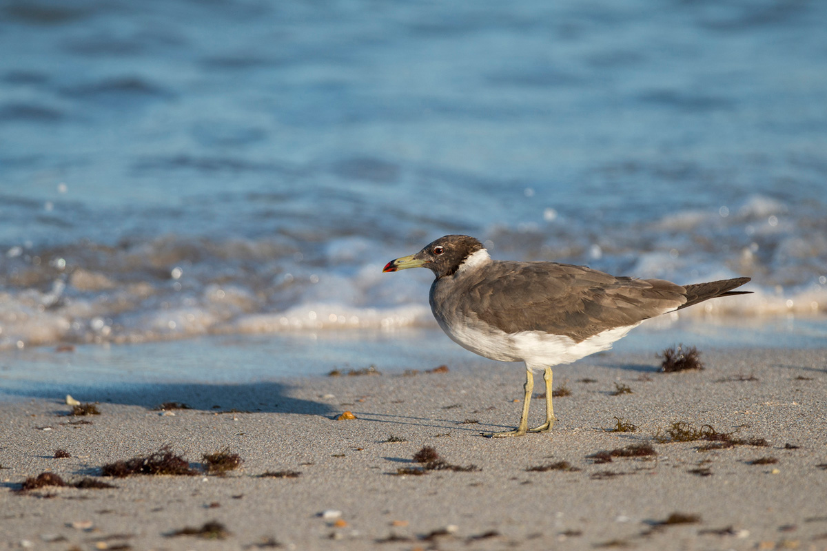 Sooty Gull