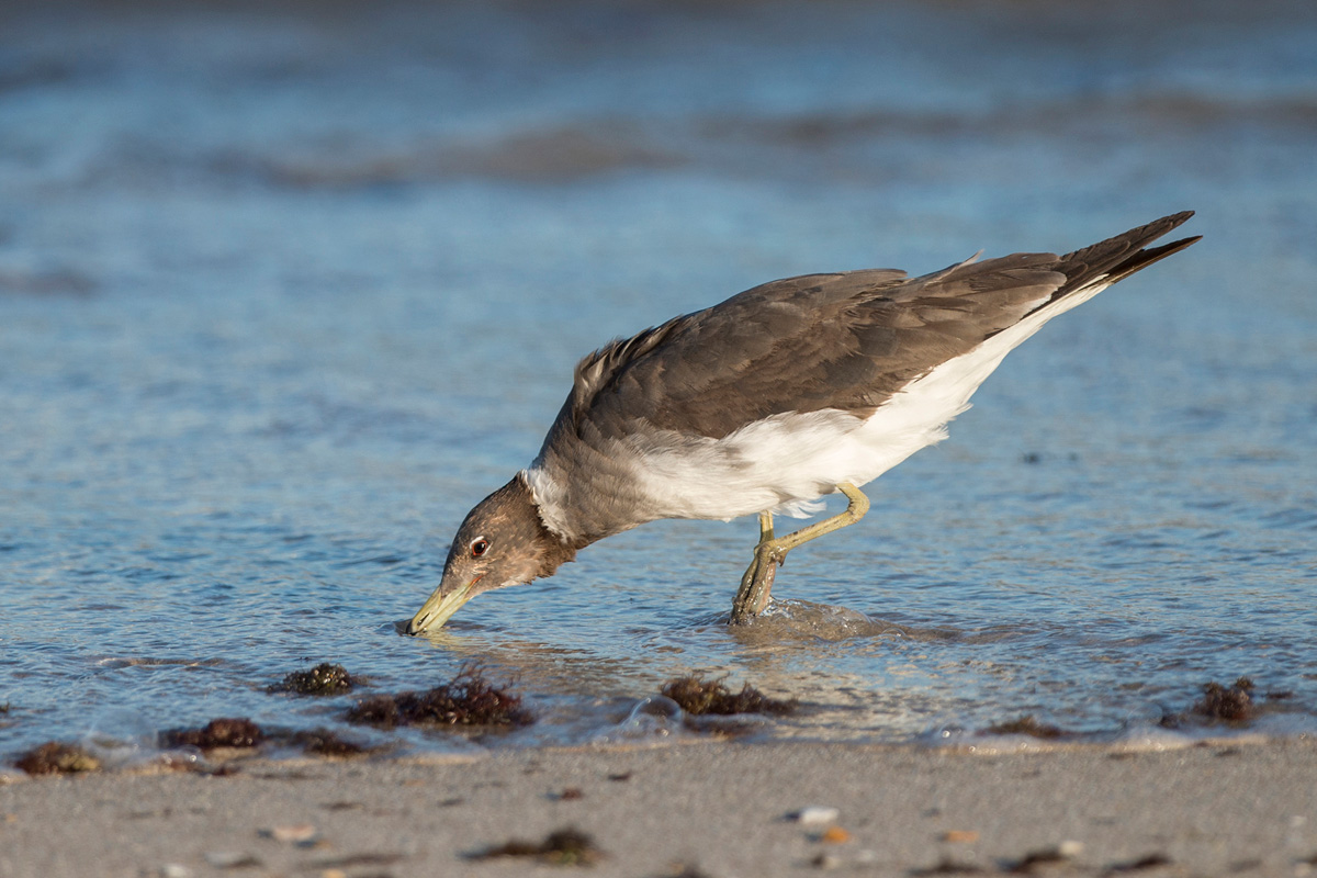 Sooty Gull