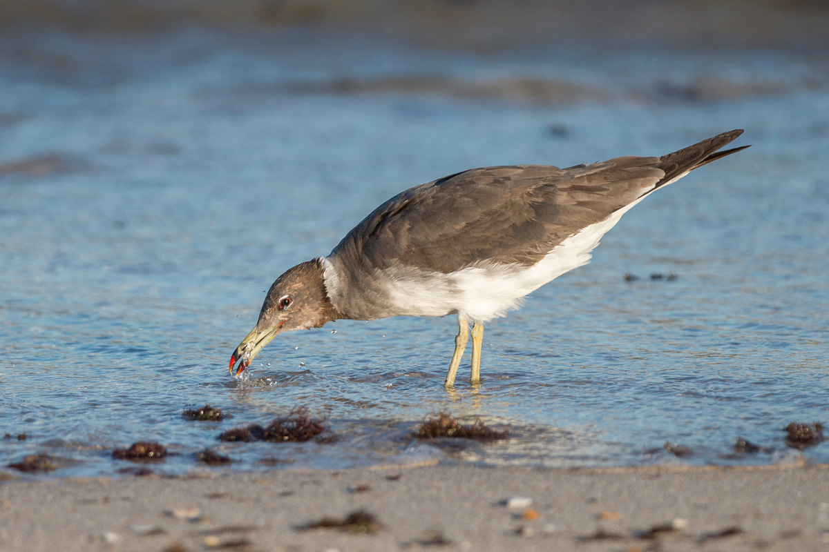 Sooty Gull