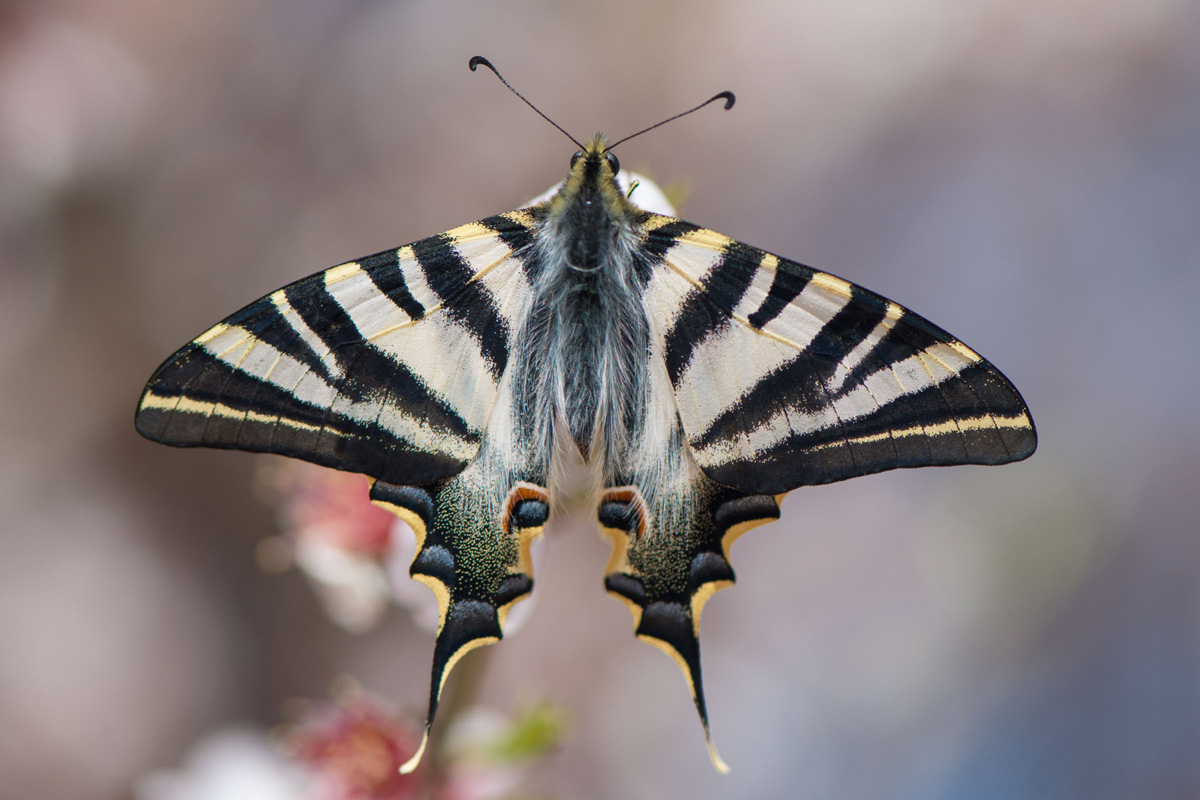 Southern Scarce Swallowtail