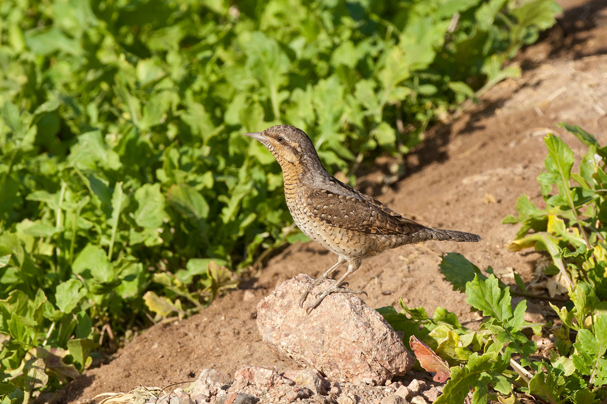 Eurasian Wryneck