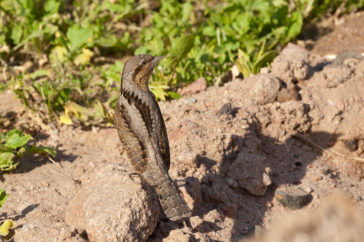 Eurasian Wryneck