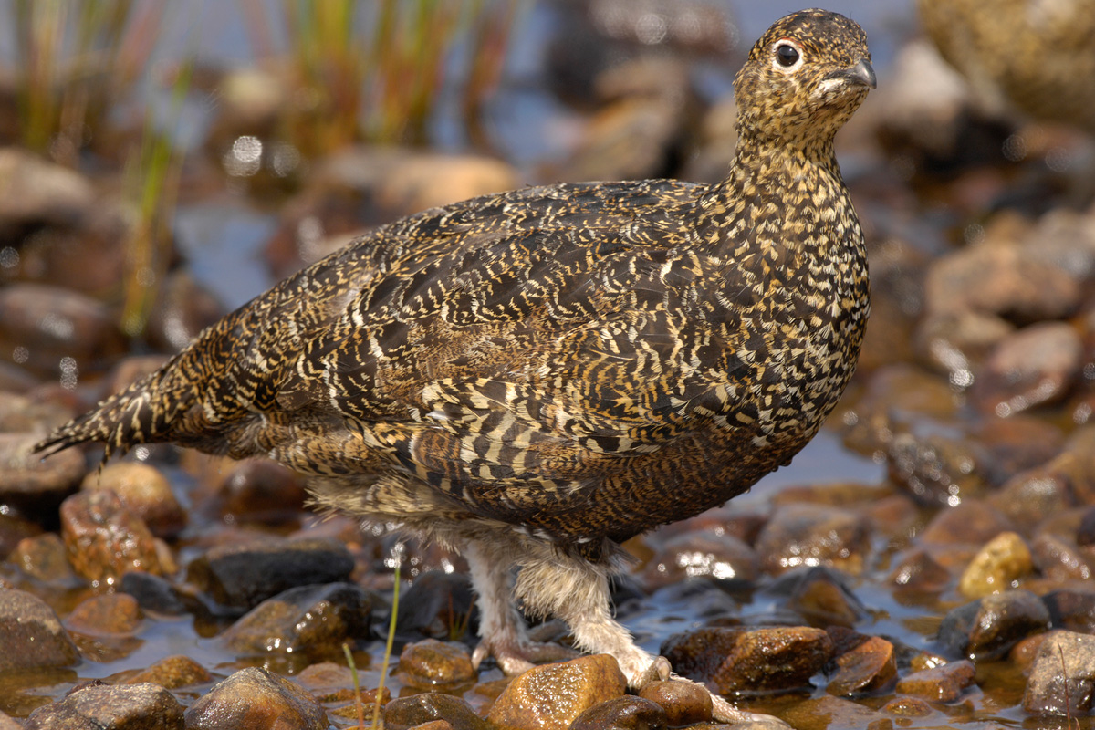 Red Grouse