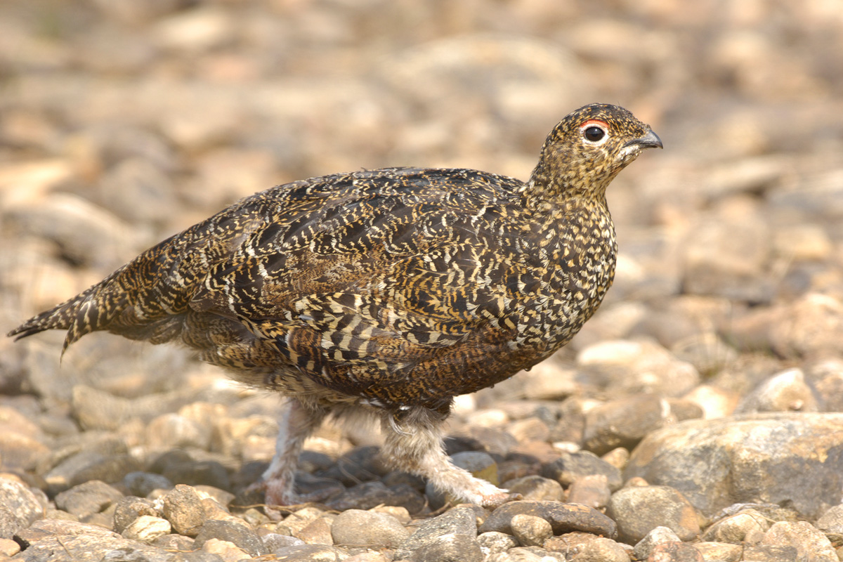 Red Grouse