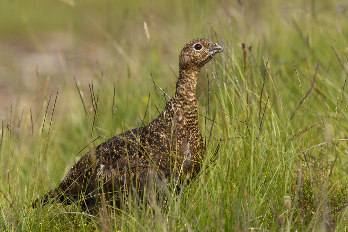 Red Grouse