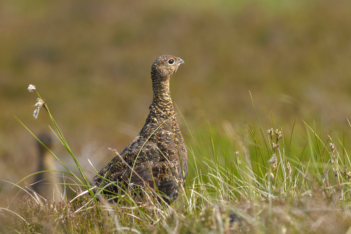 Red Grouse