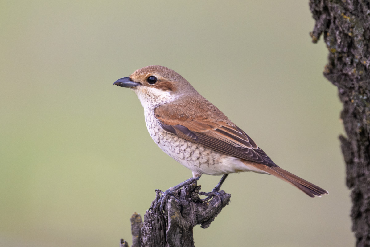 Red-backed Shrike