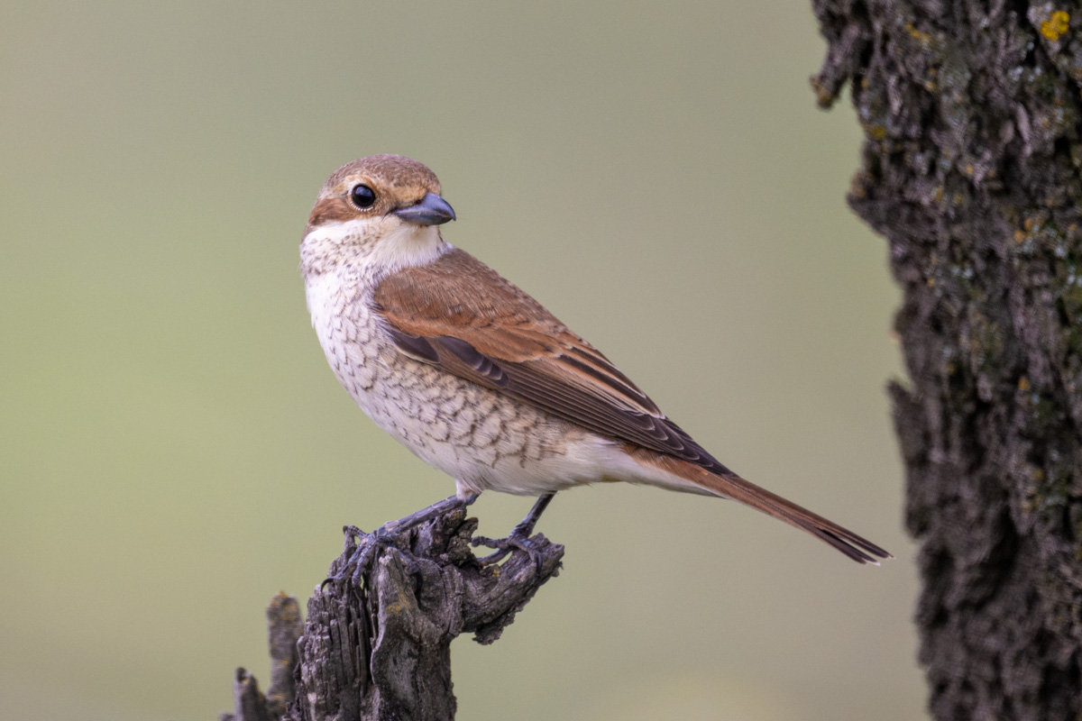 Red-backed Shrike