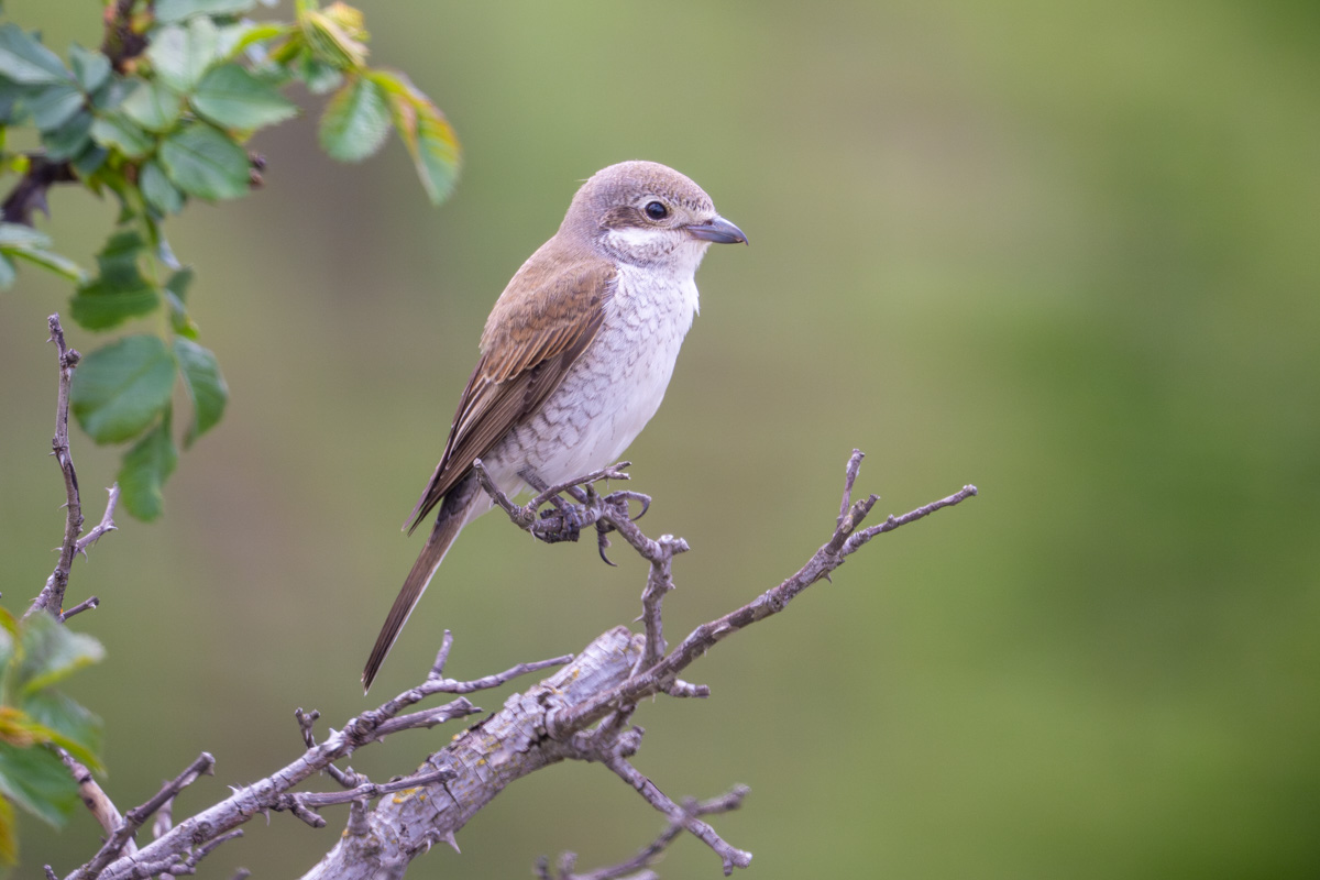 Red-backed Shrike