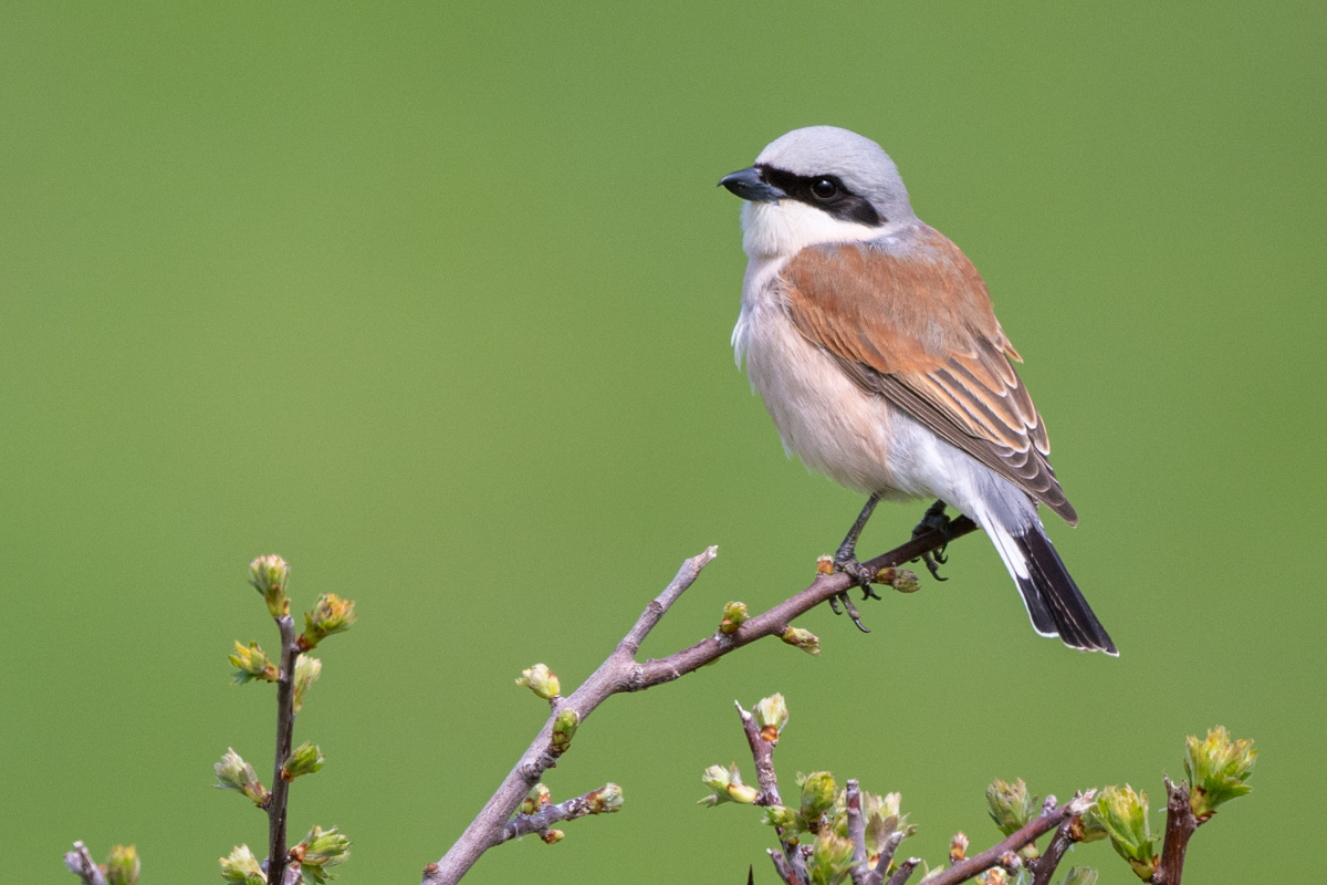 Red-backed Shrike