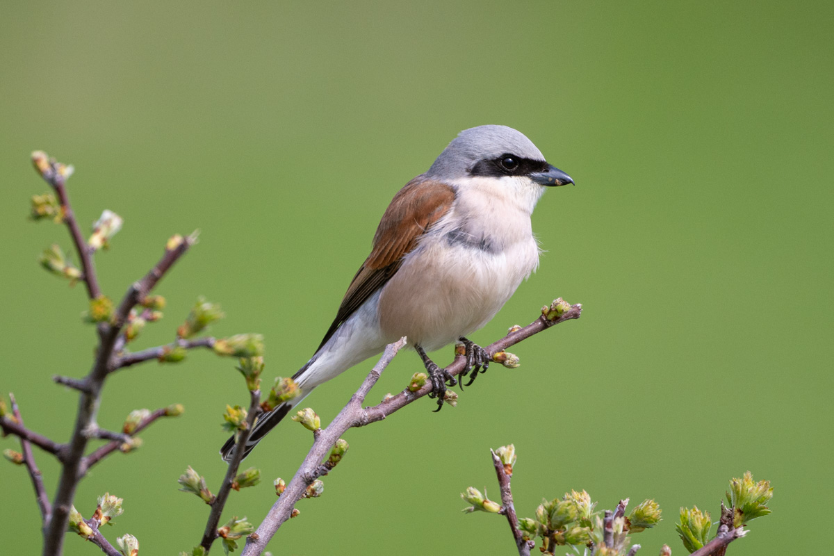 Red-backed Shrike