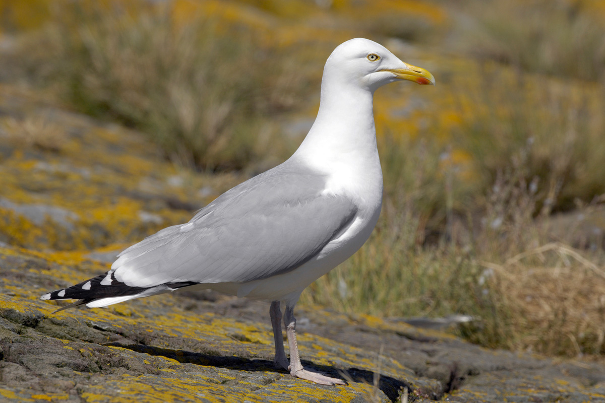 European Herring Gull