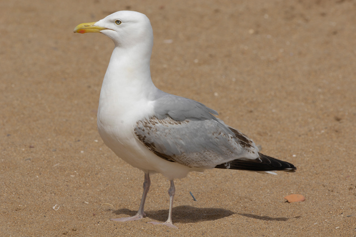 European Herring Gull