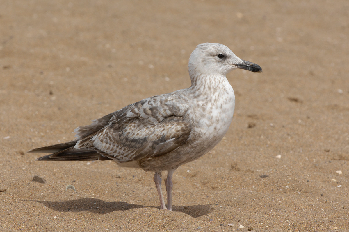 European Herring Gull