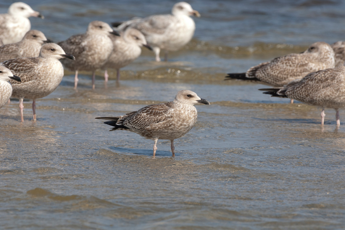 European Herring Gull