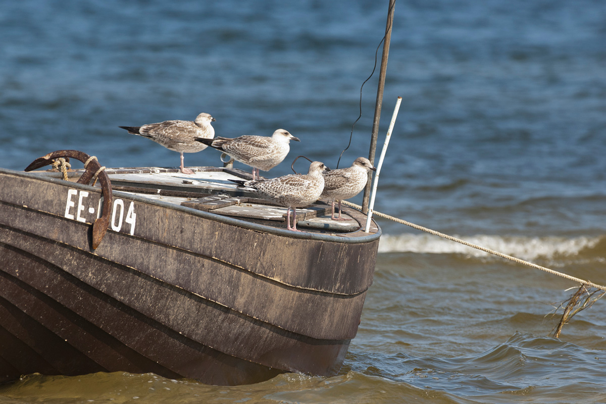 European Herring Gull