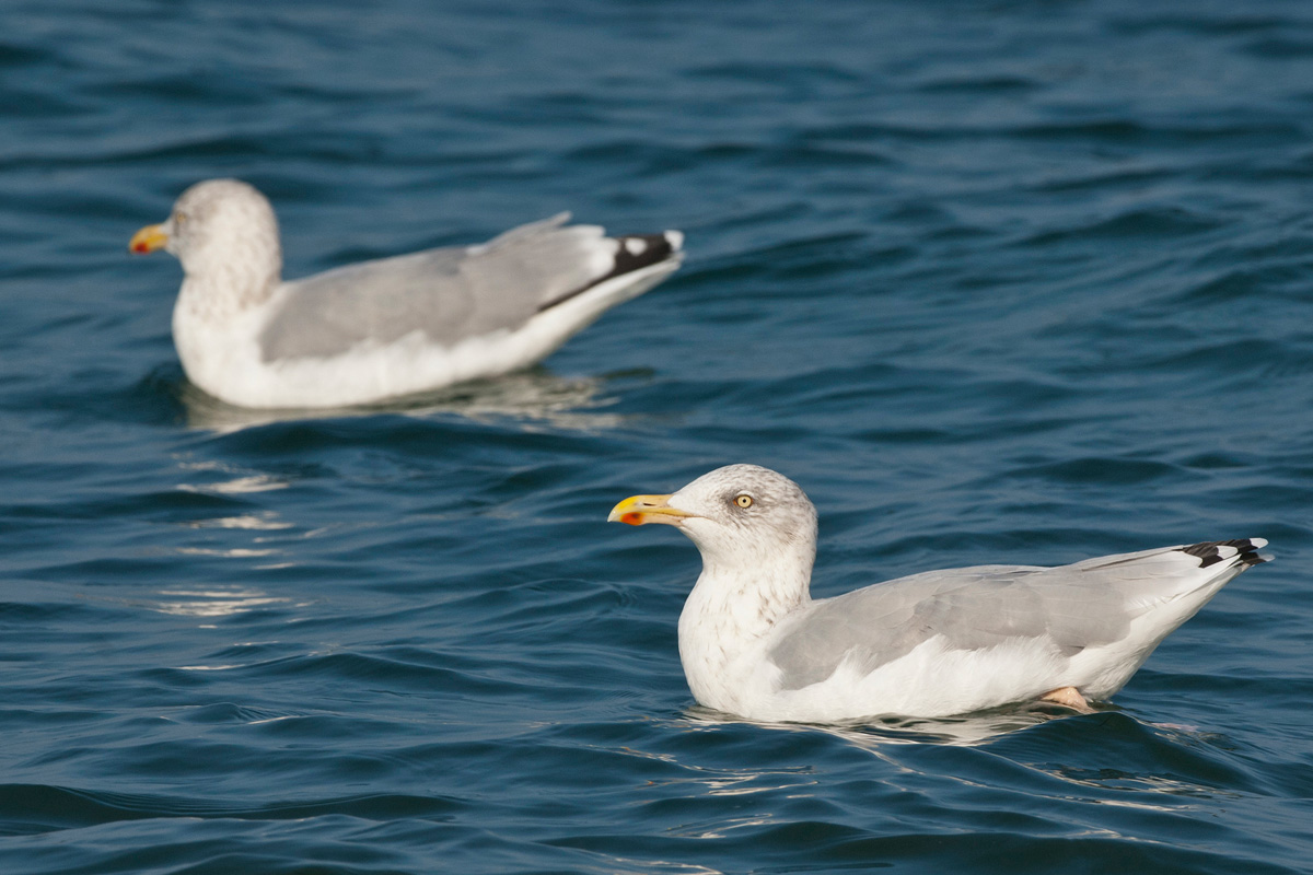 European Herring Gull