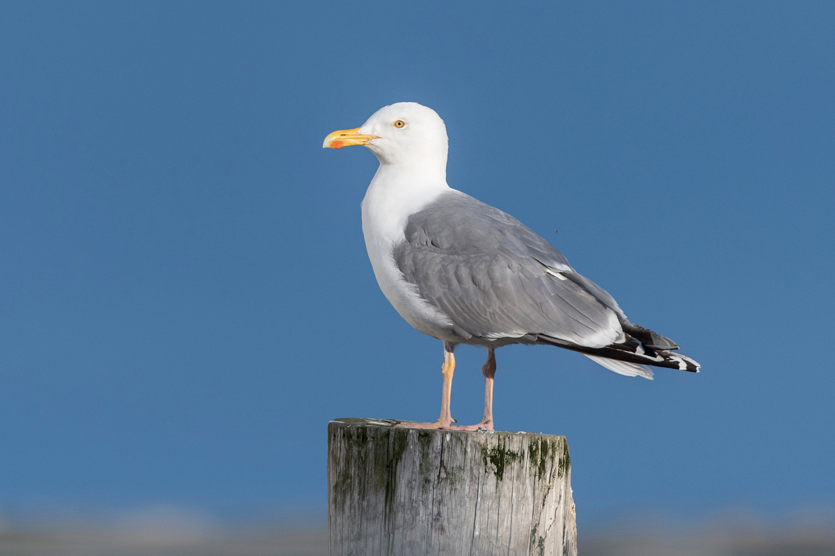 European Herring Gull