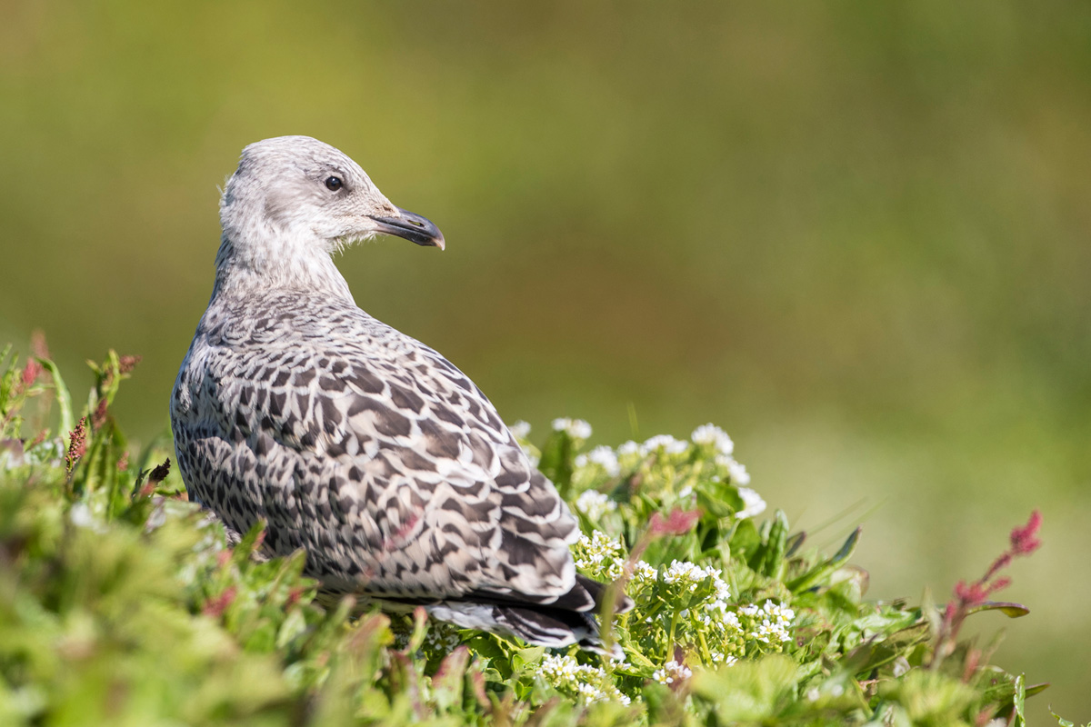 European Herring Gull