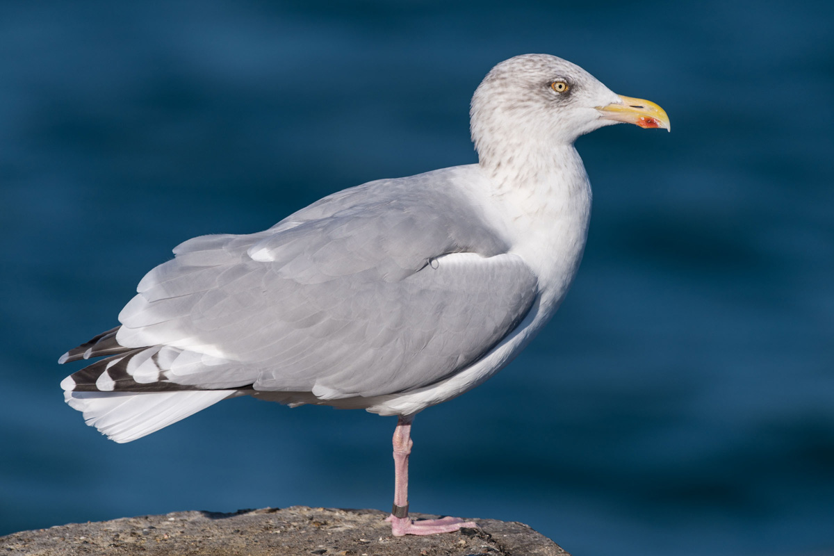 European Herring Gull