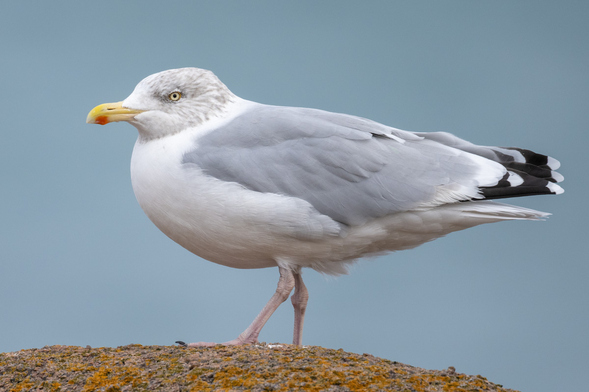 European Herring Gull