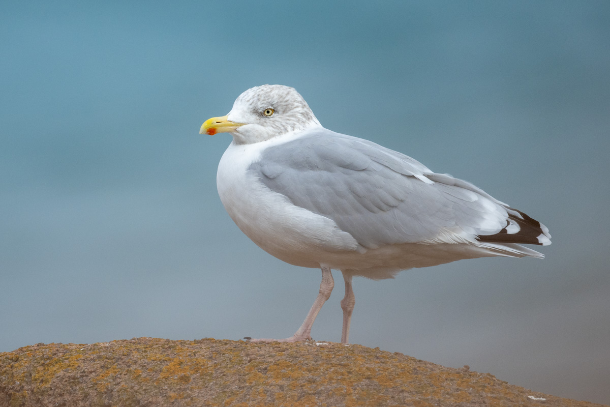 European Herring Gull