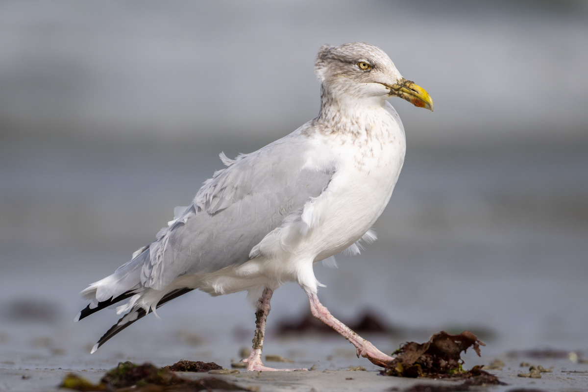 European Herring Gull