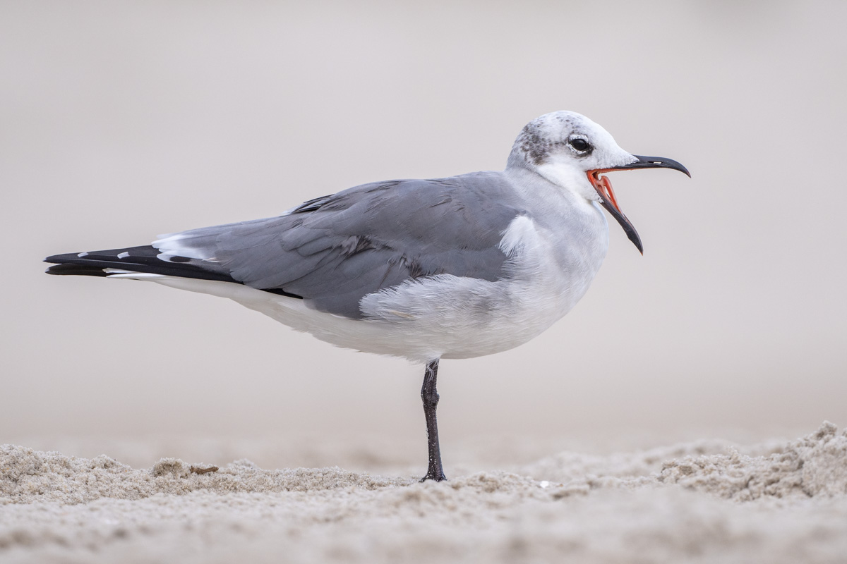 Laughing Gull