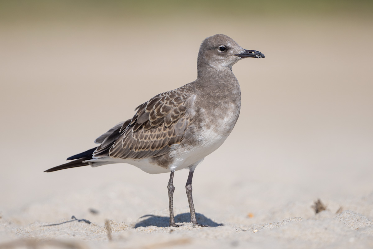 Laughing Gull