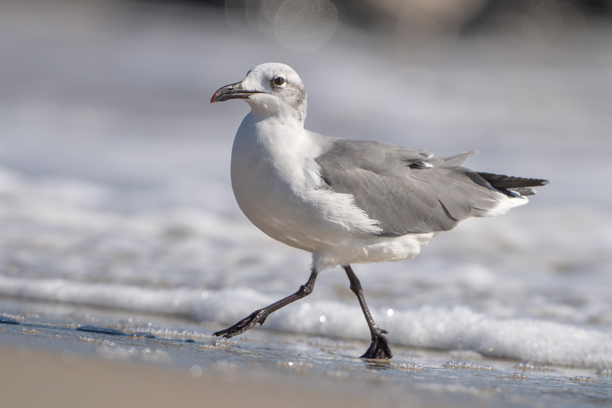 Laughing Gull