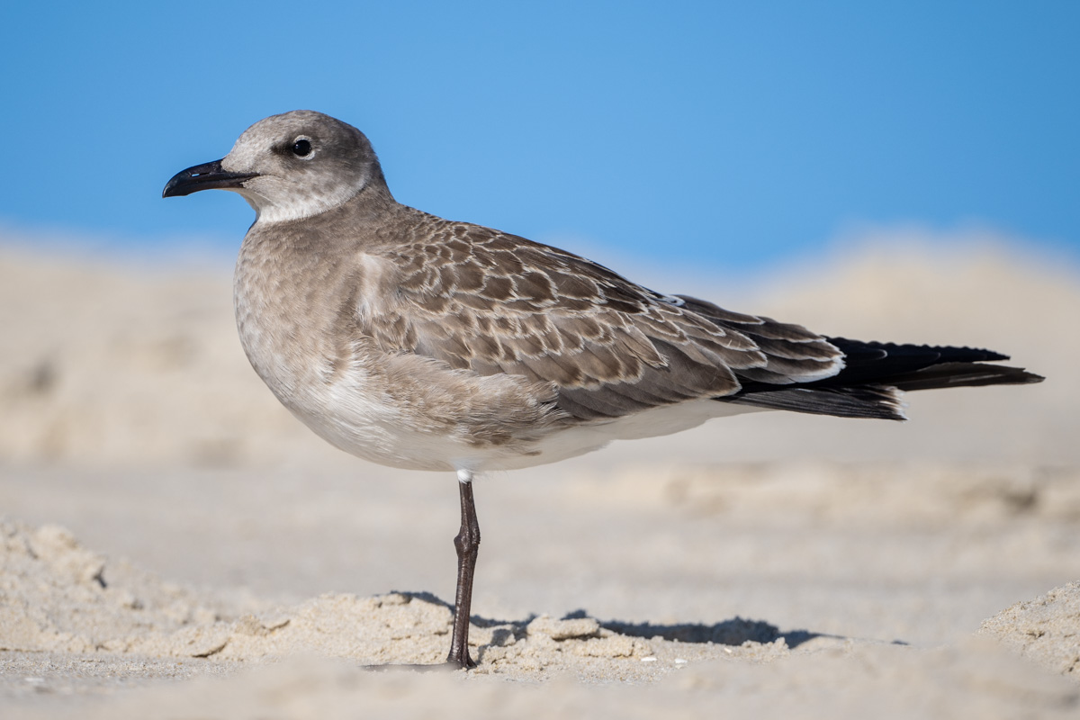 Laughing Gull