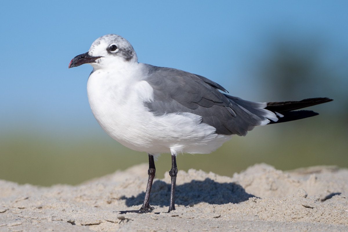 Laughing Gull