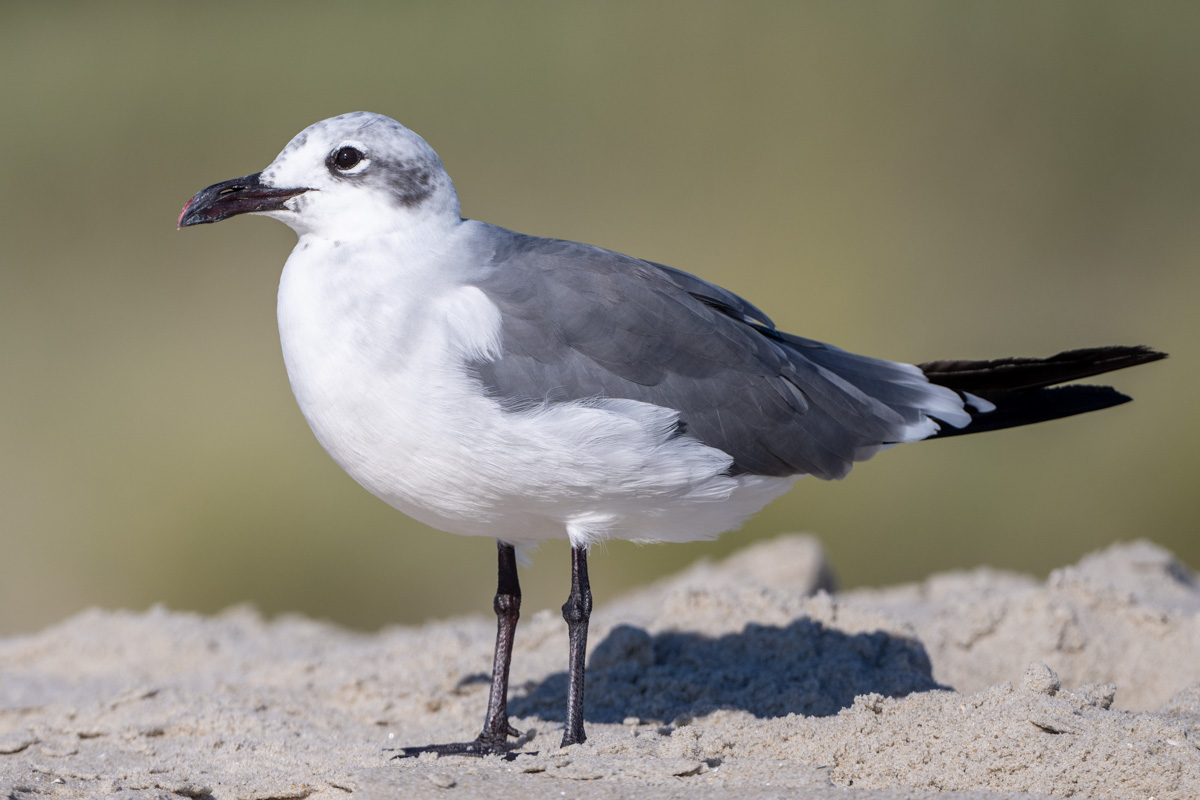 Laughing Gull