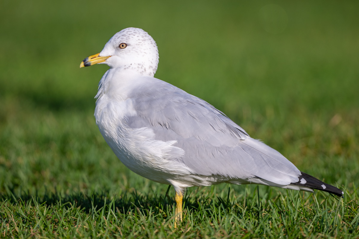 Ring-billed Gull