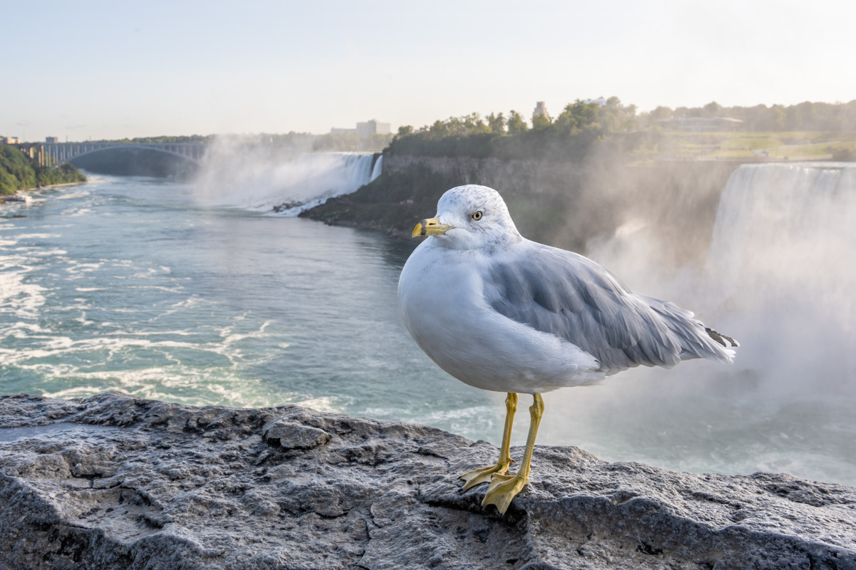 Ring-billed Gull