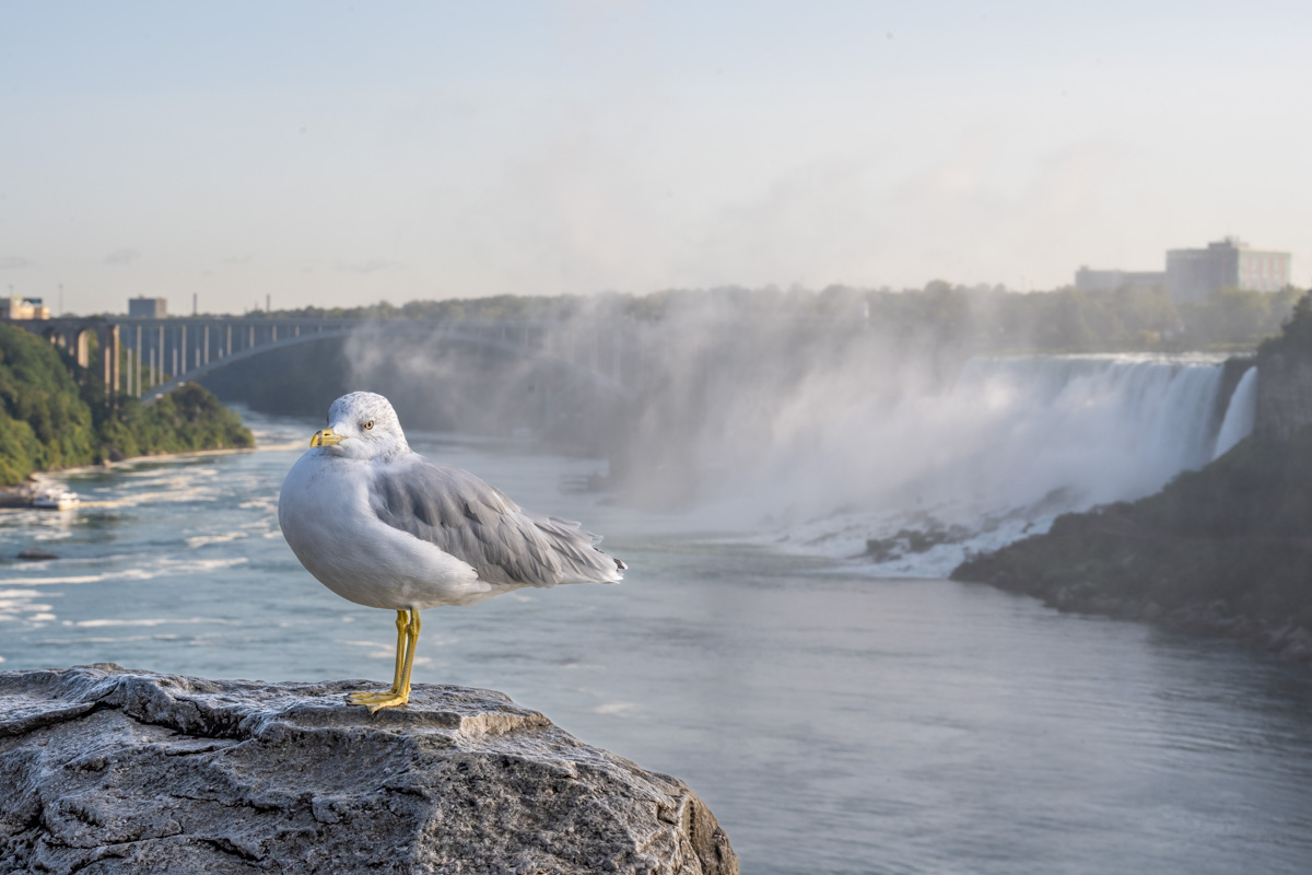 Ring-billed Gull