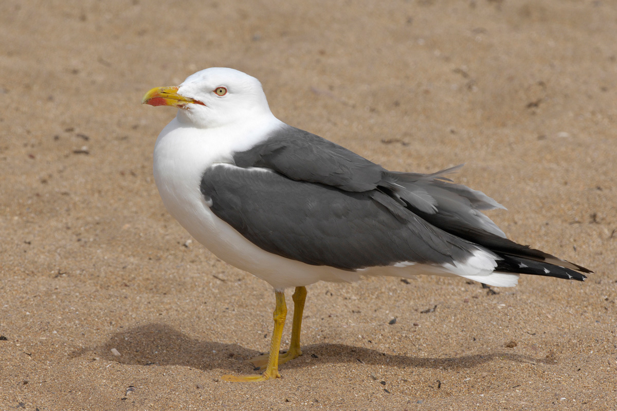 Lesser Black-backed Gull