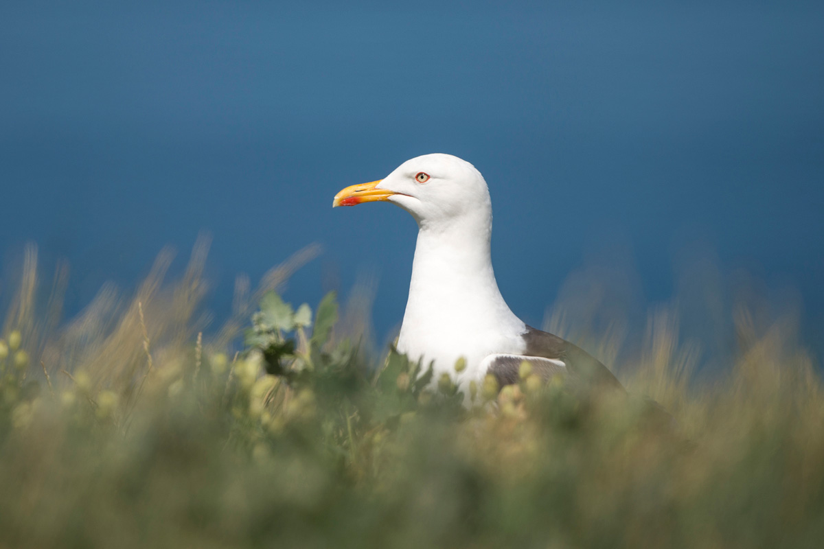 Lesser Black-backed Gull