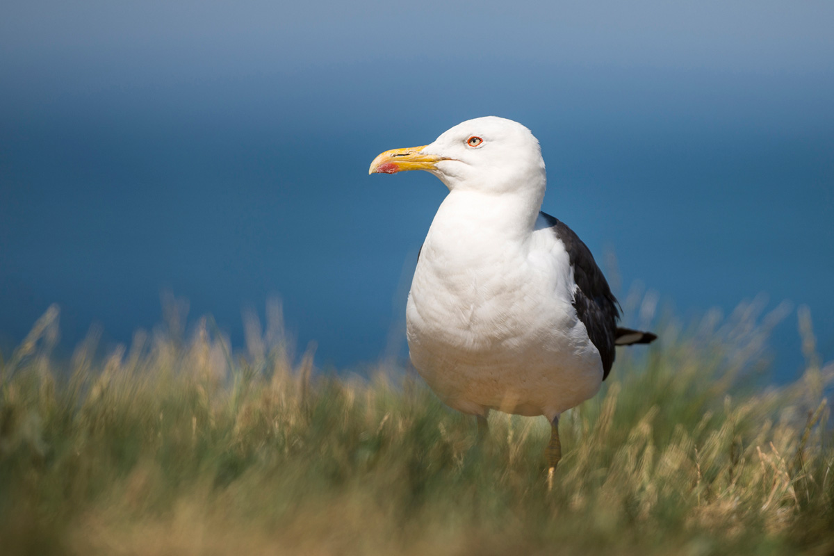 Lesser Black-backed Gull