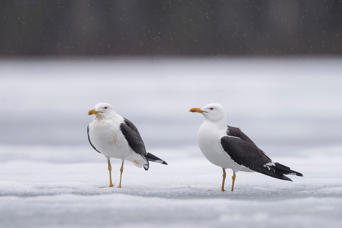 Lesser Black-backed Gull