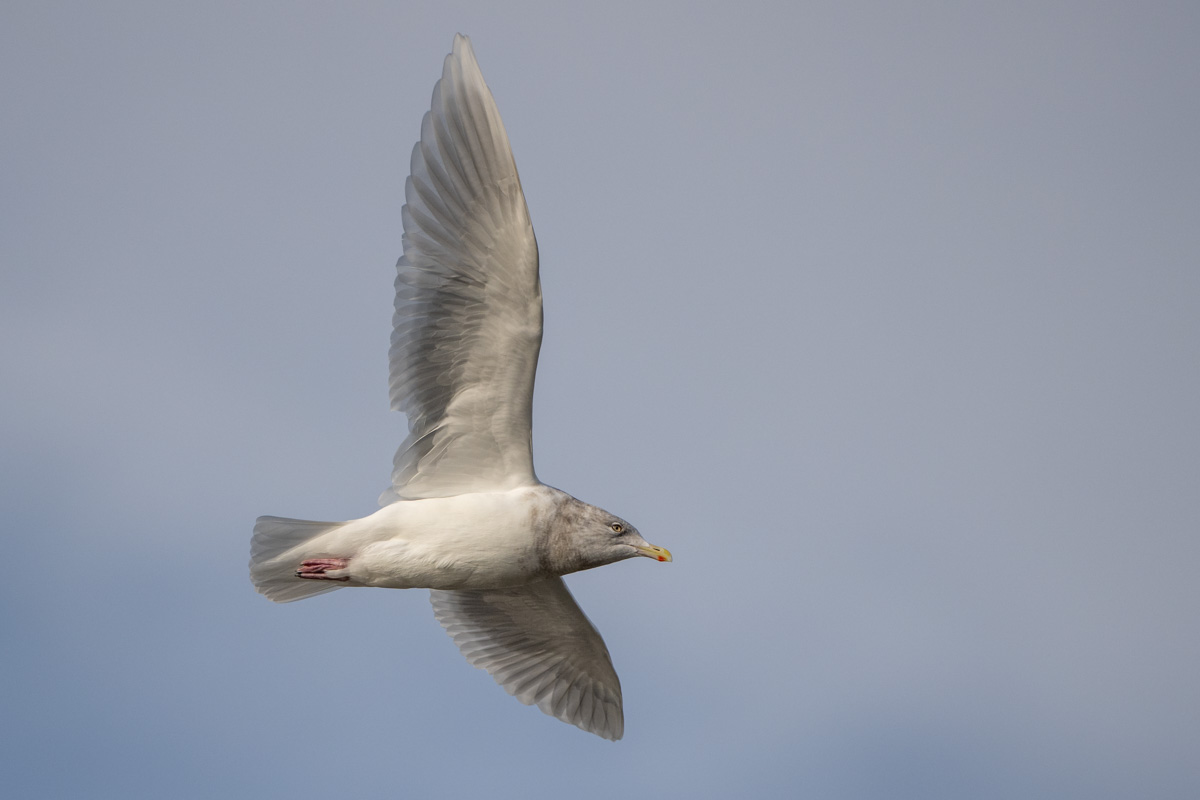 Iceland Gull