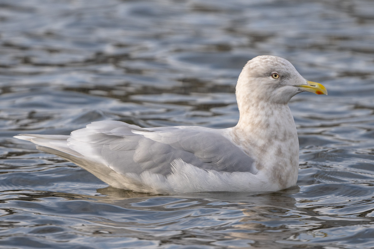 Iceland Gull