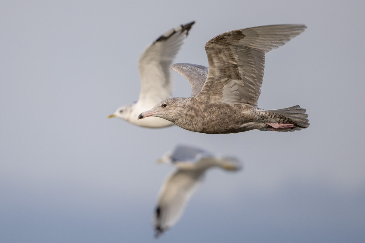 Glaucous Gull